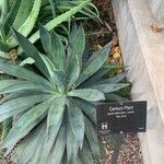 Agave demeesteriana Feuille