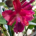 Cattleya wittigianaFloro