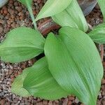 Urceolina amazonica Leaf