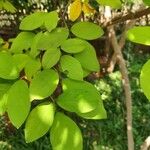 Dendrolobium umbellatum Leaf