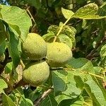 Juglans regia Плод