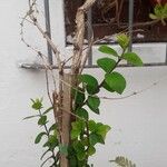 Lonicera japonica Frunză
