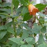 Canarina canariensis Tervik taim