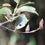 Cratoxylum cochinchinense Fruit