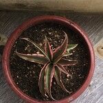 Cryptanthus bivittatus Blad