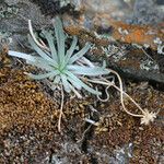 Plantago sericea Natur