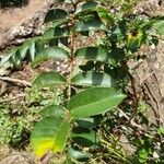 Zanthoxylum usambarense Leaf