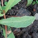 Erysimum perofskianum Leaf