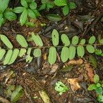 Dalbergiella welwitschii Hoja