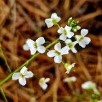 Arabidopsis halleri Квітка