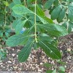 Rotheca myricoides पत्ता