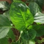 Capsicum annuum Leaf