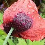 Papaver somniferum Flower