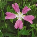 Althaea cannabina Kvet