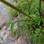 Sanguisorba canadensis Leaf