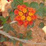 Lantana camara Flor