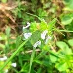 Leucas aspera Blomma