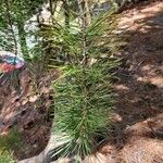 Pinus lambertiana Blatt