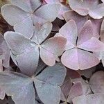 Oxalis triangularis Blad