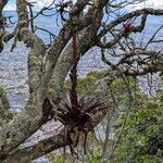 Tillandsia fendleri Hoja