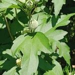 Hibiscus mutabilis Frunză