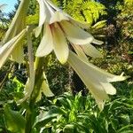 Cardiocrinum giganteum Virág