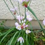 Allium roseumBlomma