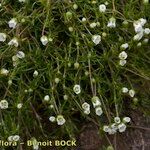 Sagina glabra Hábito
