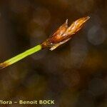 Carex chordorrhiza Frukto