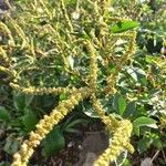 Amaranthus spinosus Blatt