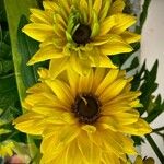 Rudbeckia hirta Flower