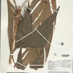 Geonoma leptospadix Hoja