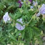 Geranium rivulareFlor