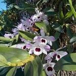 Dendrobium nobile Cvet