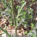 Biscutella lima Leaf