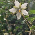 Hibiscus fuscus Kwiat