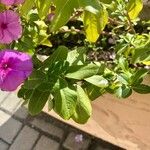 Catharanthus roseus List