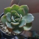 Echeveria pulidonisFrunză