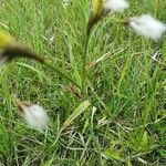 Eriophorum latifolium 葉