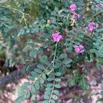 Indigofera australis Leaf