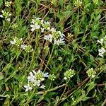 Arabis procurrens موطن