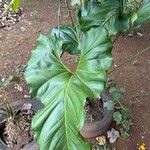 Anthurium formosum 叶