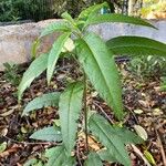 Solanum bahamenseLeaf