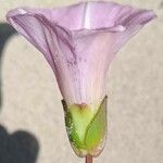 Convolvulus soldanella Flor