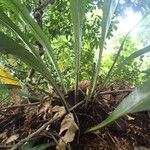 Asplenium subintegrum Лист
