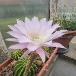 Echinopsis oxygona Flor
