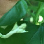 Aristolochia tomentosa Çiçek