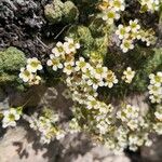 Saxifraga squarrosa Floare