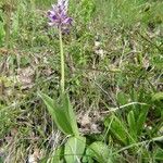 Orchis militaris Other