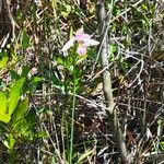 Pogonia ophioglossoides Kukka